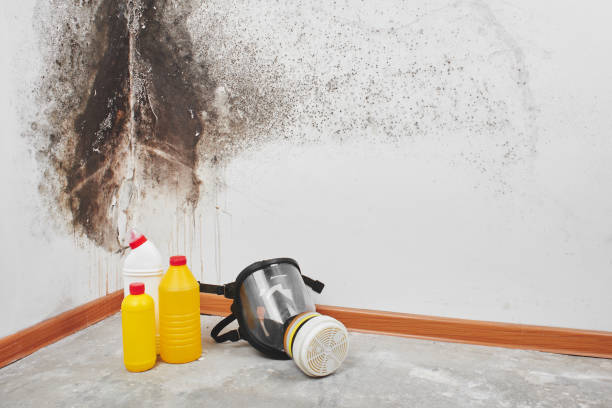 Best Affordable Mold Removal  in St Ann, MO