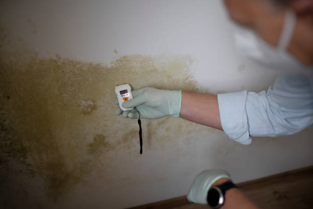 Best Mold Remediation Services  in St Ann, MO