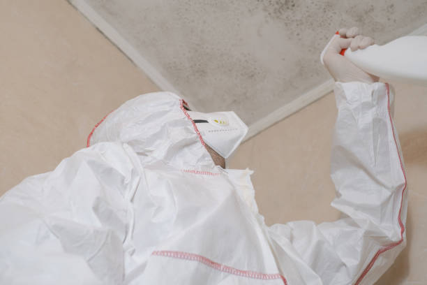 St Ann, MO Mold Removal Company
