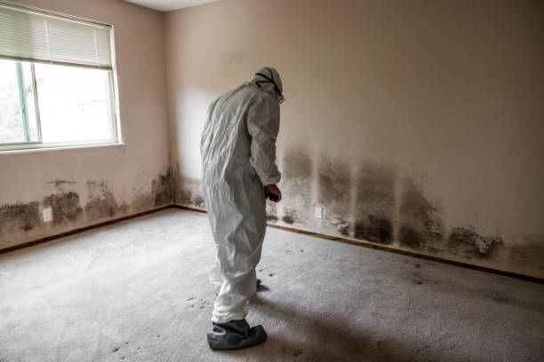 Best Emergency Mold Removal  in St Ann, MO