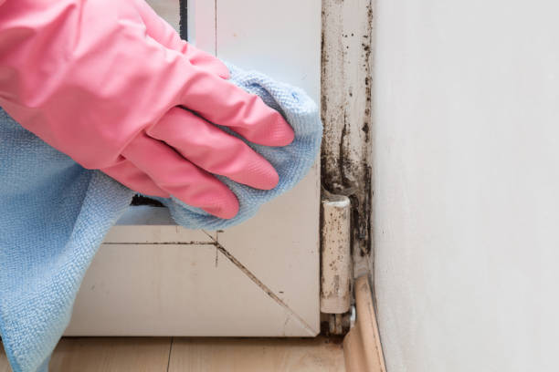 Mold Removal Process in St Ann, MO
